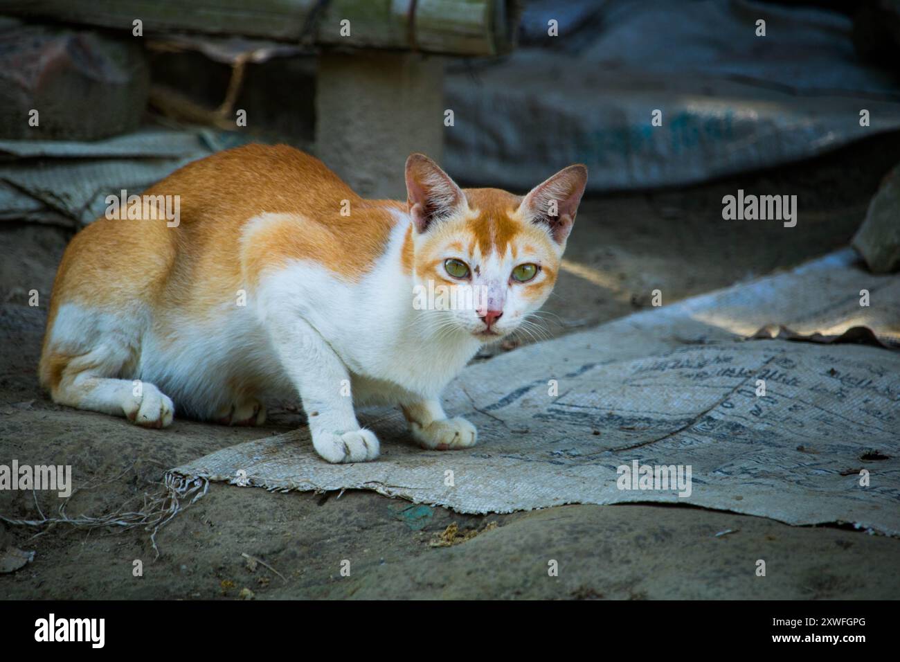 Un chat est assis sur le sol dans la cour d'une maison de village et au Bangladesh. Banque D'Images