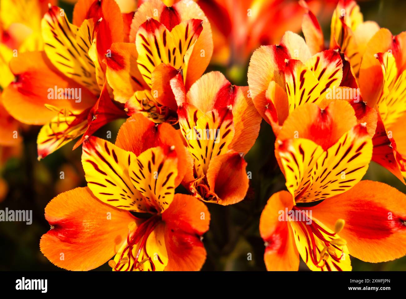 Lys tigre jaune et orange éclatants en pleine floraison, gros plan. Banque D'Images