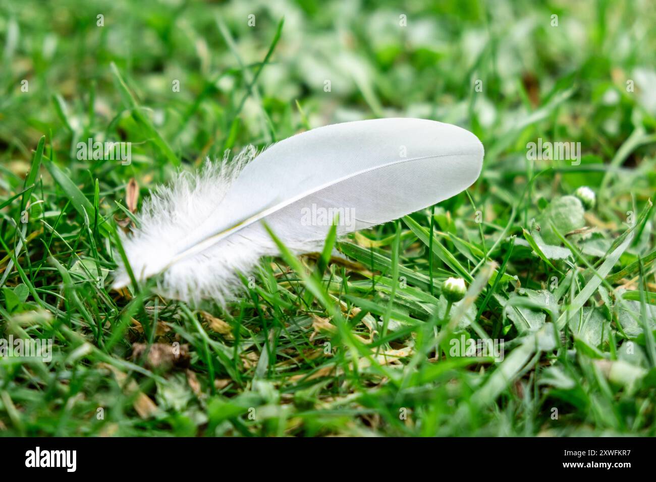 Plume blanche unique sur herbe verte fraîche : la simplicité et l'élégance de la nature. Banque D'Images