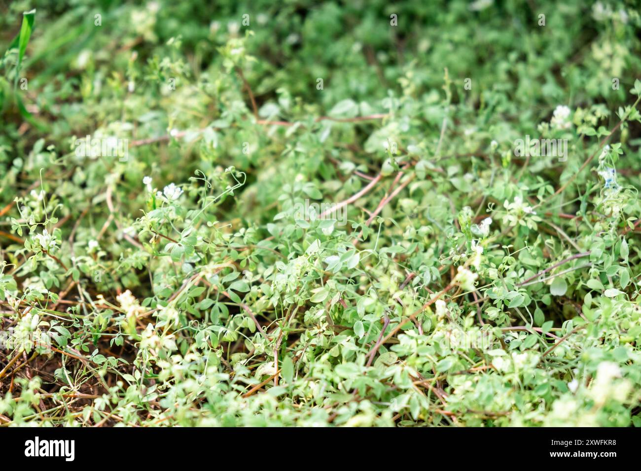 Gros plan sur des plantes de couverture végétale fraîche dans un cadre naturel en extérieur. Banque D'Images