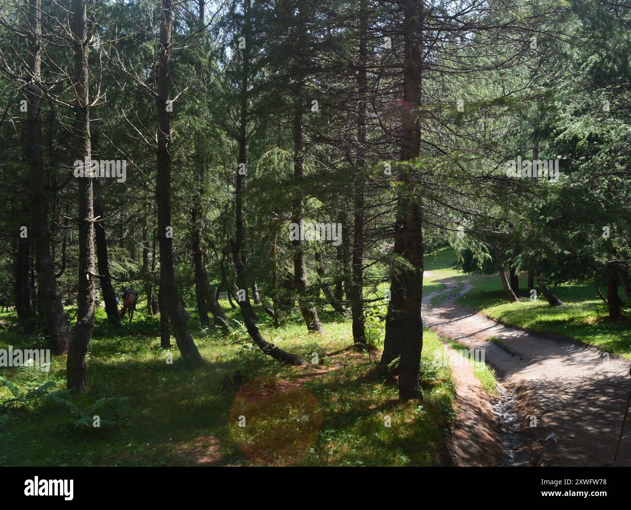 Évadez-vous dans la nature : promenez-vous le long d'un sentier forestier serein entouré de pins majestueux et de paysages tranquilles. Parfait pour les amateurs de randonnée Banque D'Images