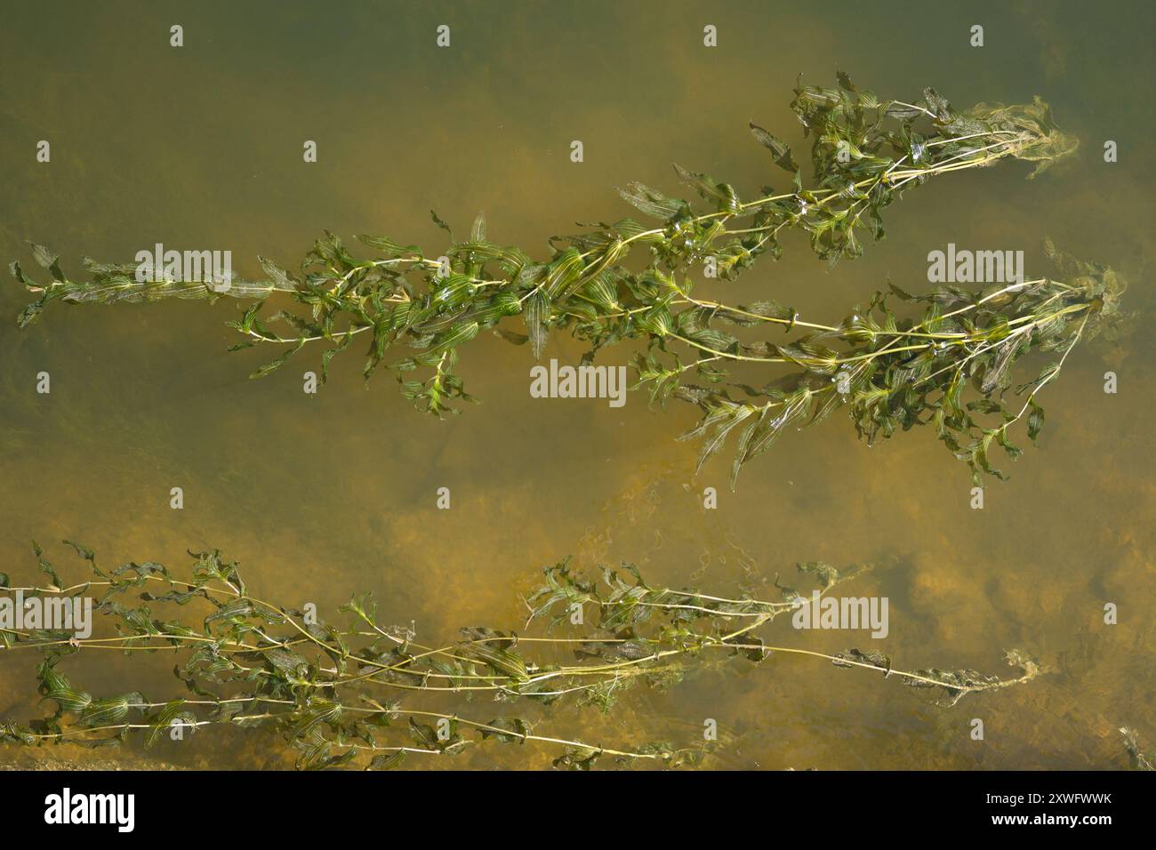 Algues vertes coulant avec le courant d'eau Banque D'Images