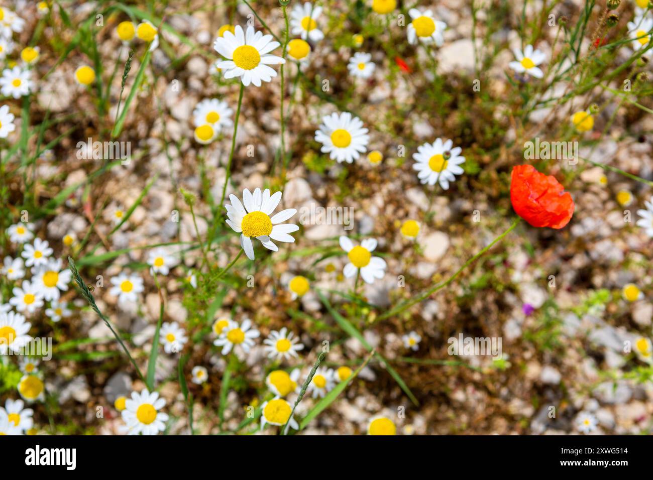 Fleurs colorées sur le plateau de Castelluccio di Norcia, Ombrie, Italie pendant la floraison annuelle en juin 2024 Banque D'Images