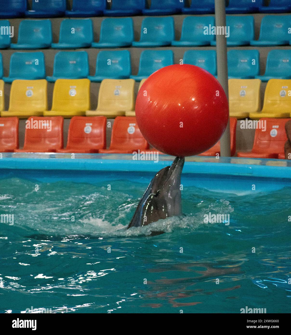 Des tours de dauphins à Phuket Banque D'Images