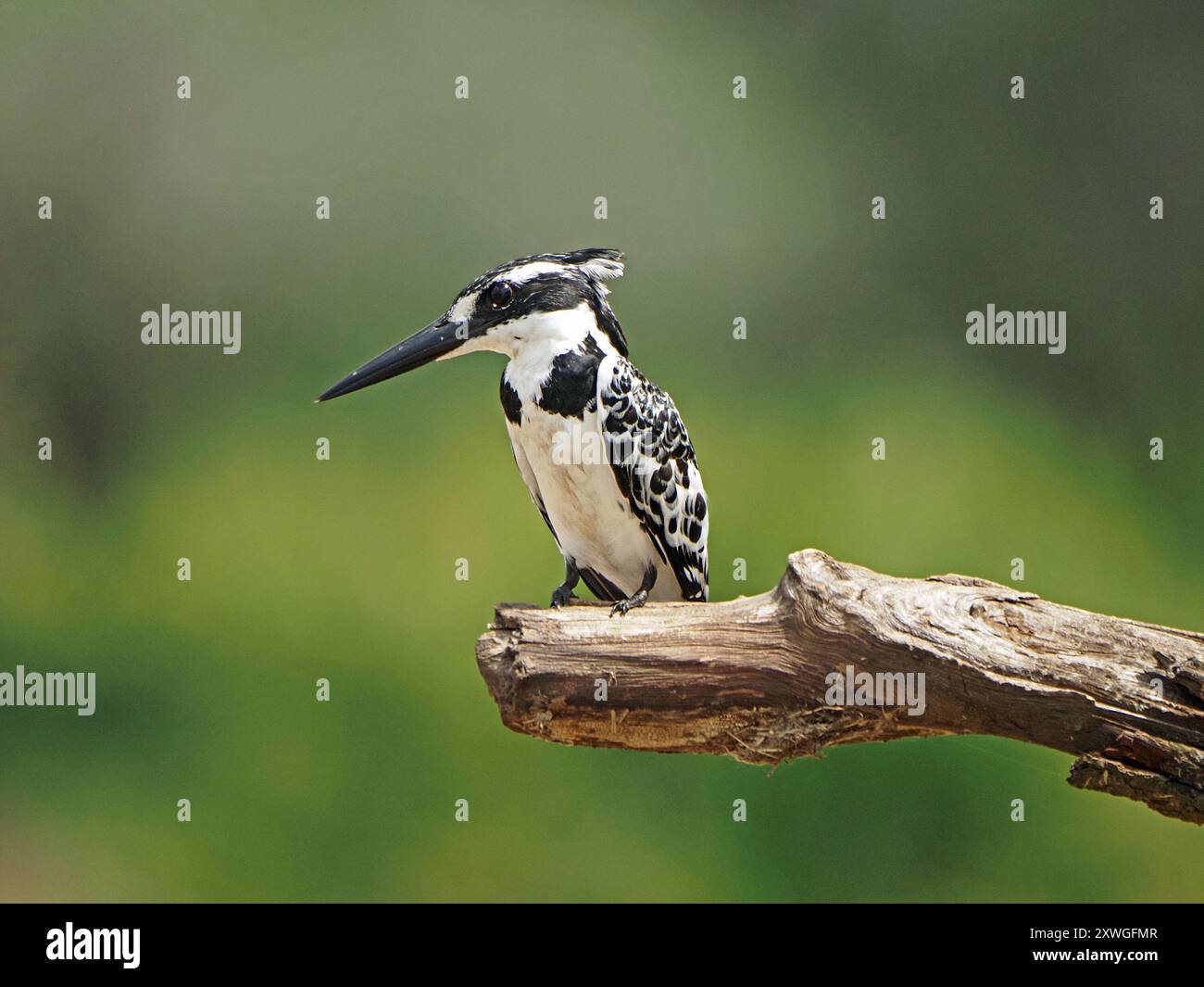 Watchful femelle pied Kingfisher (Ceryle rudis) pêchant de perche sur la branche morte au-dessus des eaux du lac Manze, Nyerere NP Tanzanie Banque D'Images