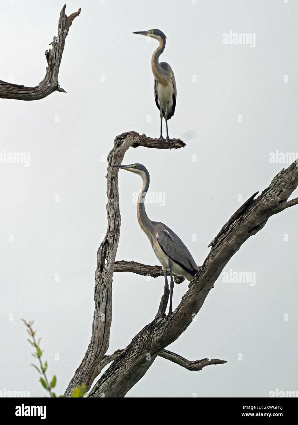 Deux hérons subadultes à tête noire (Ardea melanocephala) perchés en pose graphique sur un arbre mort au lac Manze dans le parc national de Nyerere, Tanzanie, Afrique Banque D'Images