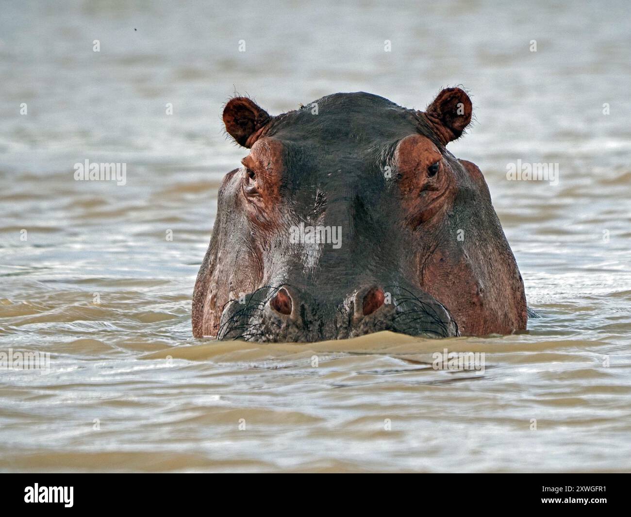 Hippopotame (Hippopotamus amphibius) avec des poils sur la mâchoire supérieure scintillant au-dessus de la surface de l'eau du lac Manze, parc national de Nyerere, Tanzanie Banque D'Images