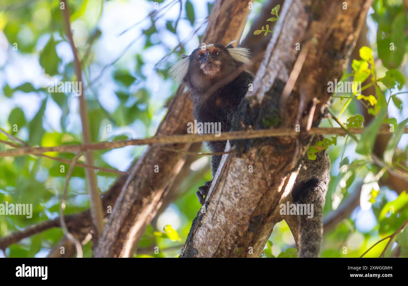 Singe titi brésilien sur l'arbre Banque D'Images