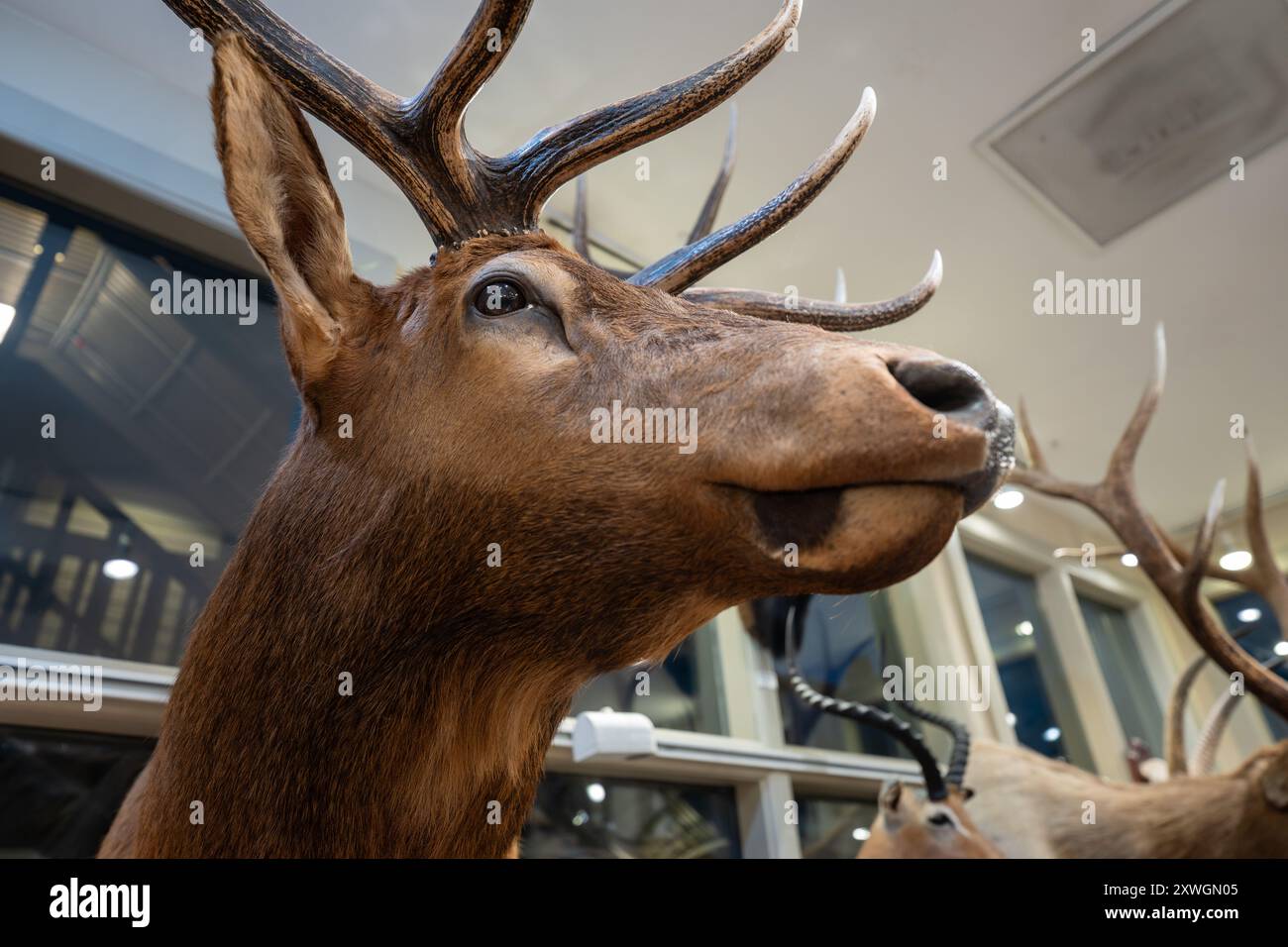 Tête taxidermique montée d'un élan de taureau Banque D'Images