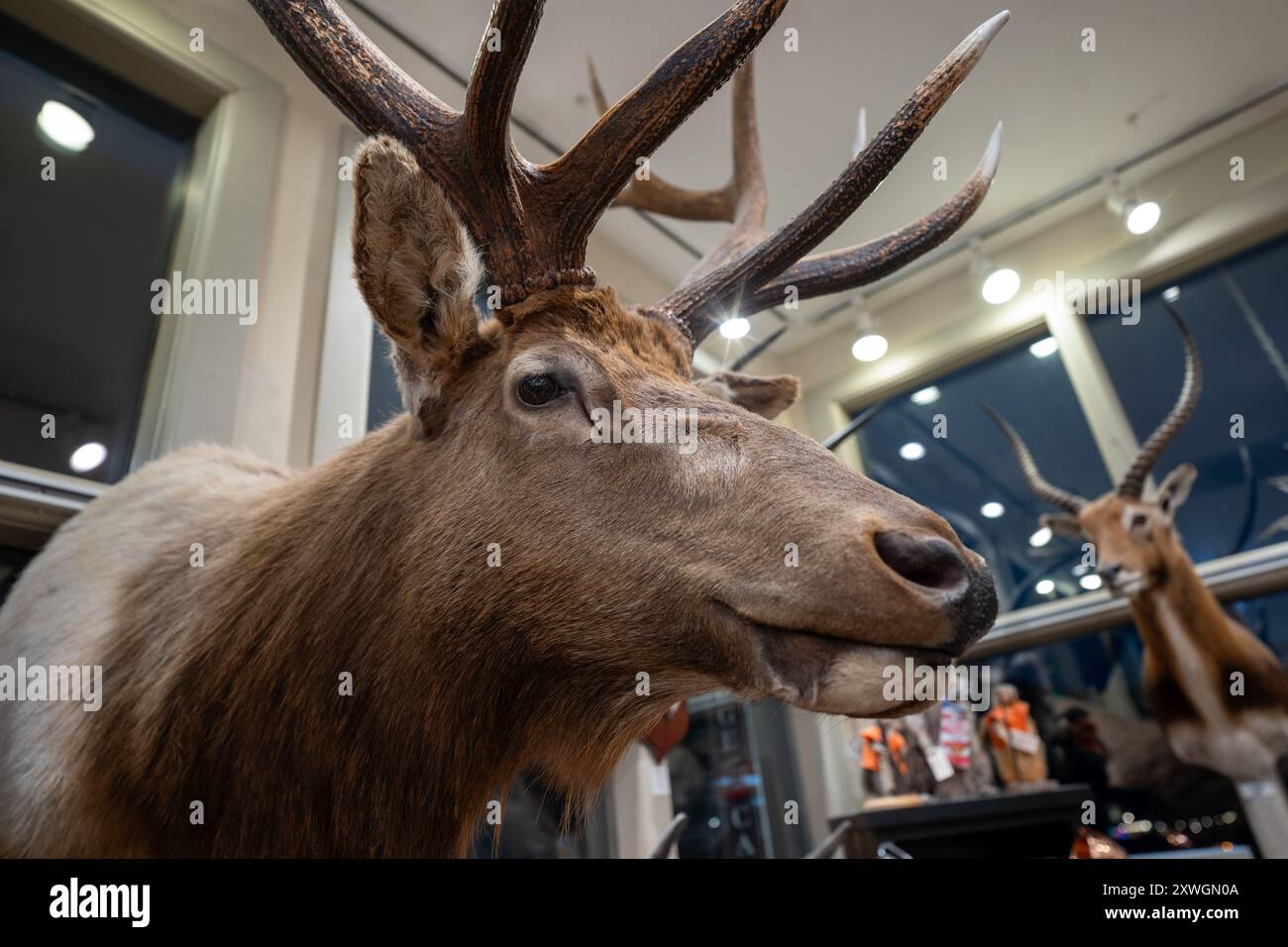 Tête taxidermique montée d'un élan de taureau Banque D'Images