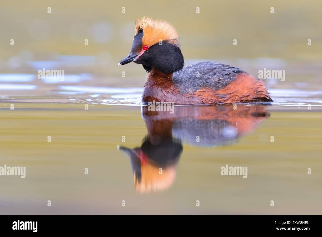 Grèbe slave, grèbe corné (Podiceps auritus), adulte en plumage estival sur lac, Islande, Nordurland Banque D'Images