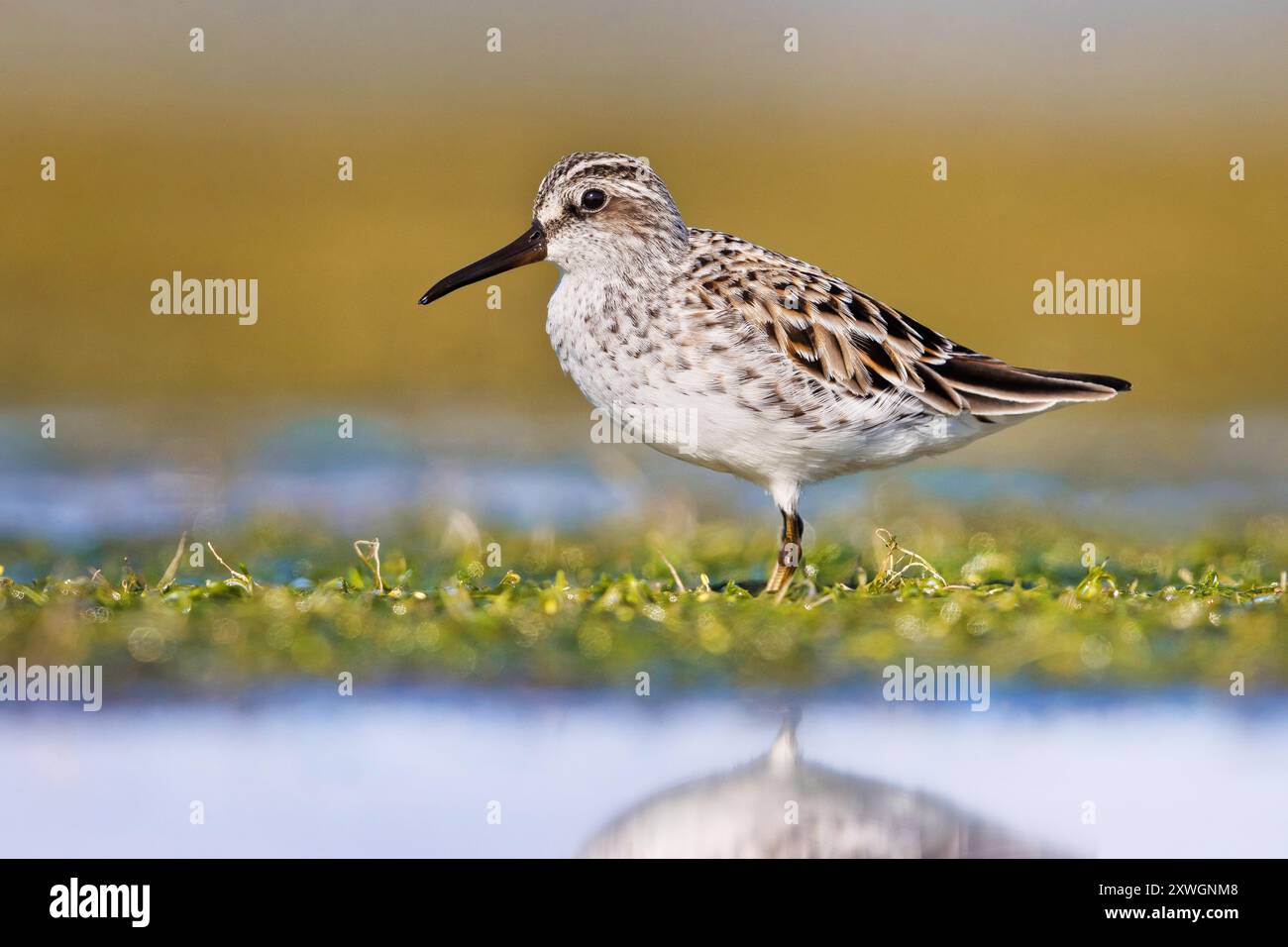 Pier de sable à bec large (Calidris falcinellus, Limicola falcinellus), recherche de nourriture en eau peu profonde, vue de côté, Italie, Toscane Banque D'Images