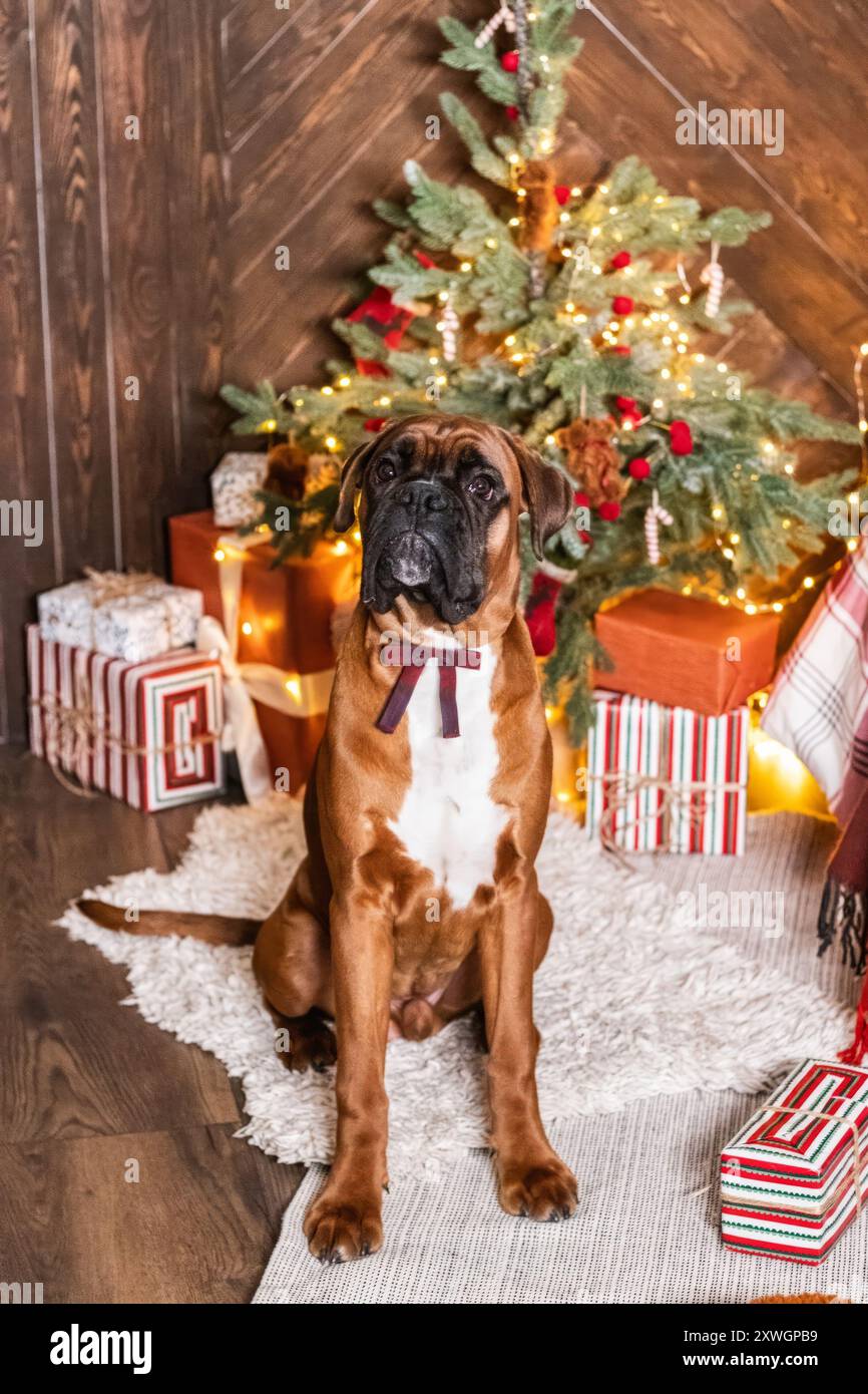 Photographie studio de vacances d'un chien boxeur Banque D'Images