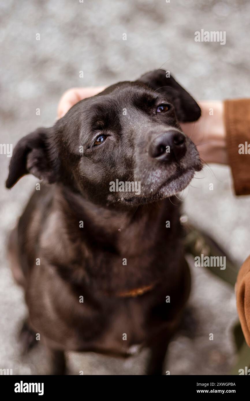 Photographie de chiens en extérieur Banque D'Images