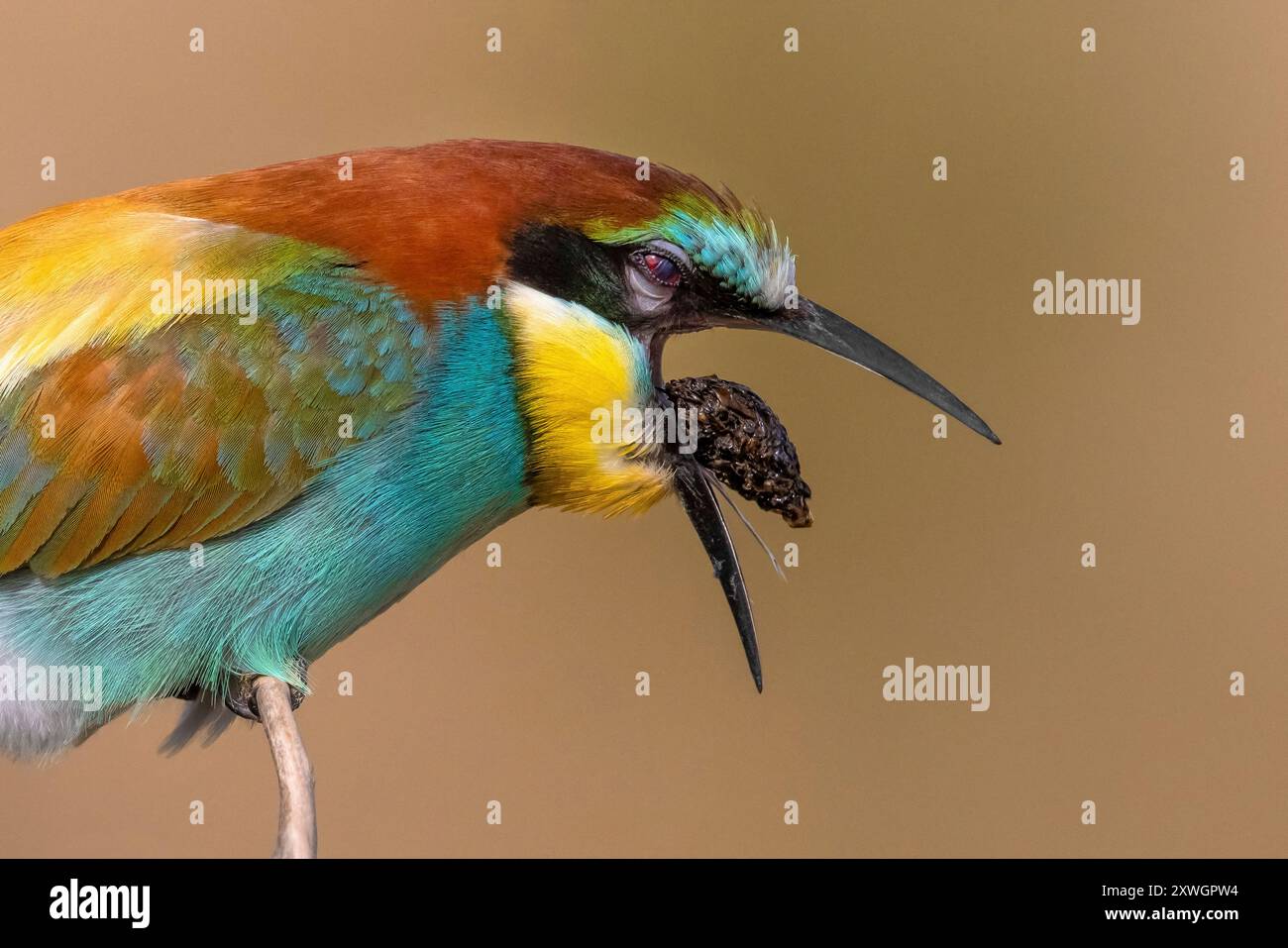 Mangeur d'abeilles européen (Merops apiaster), crache un rouleau, Italie, Toscane Banque D'Images