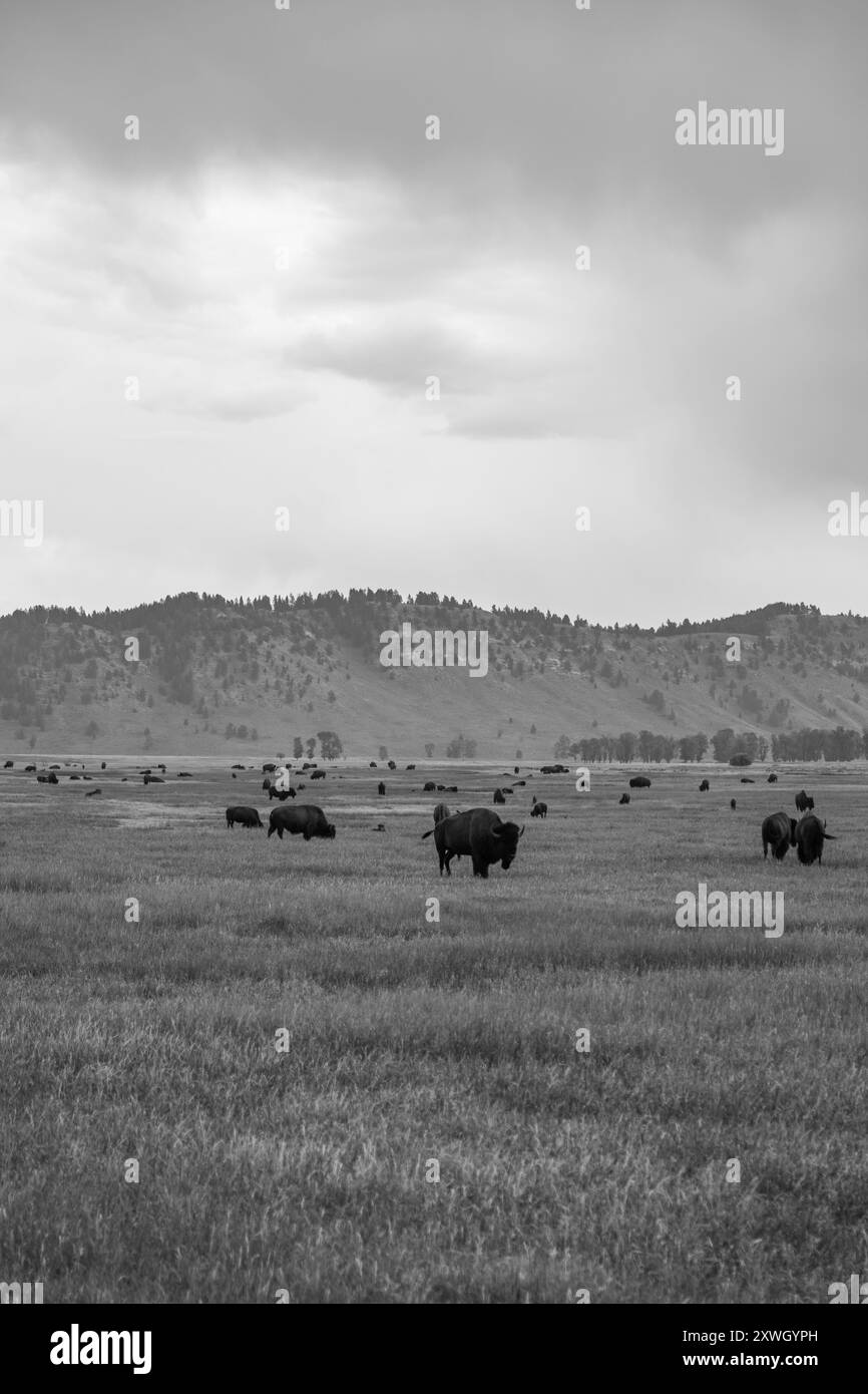 Un troupeau de buffles noirs et blancs à Jackson Hole Banque D'Images