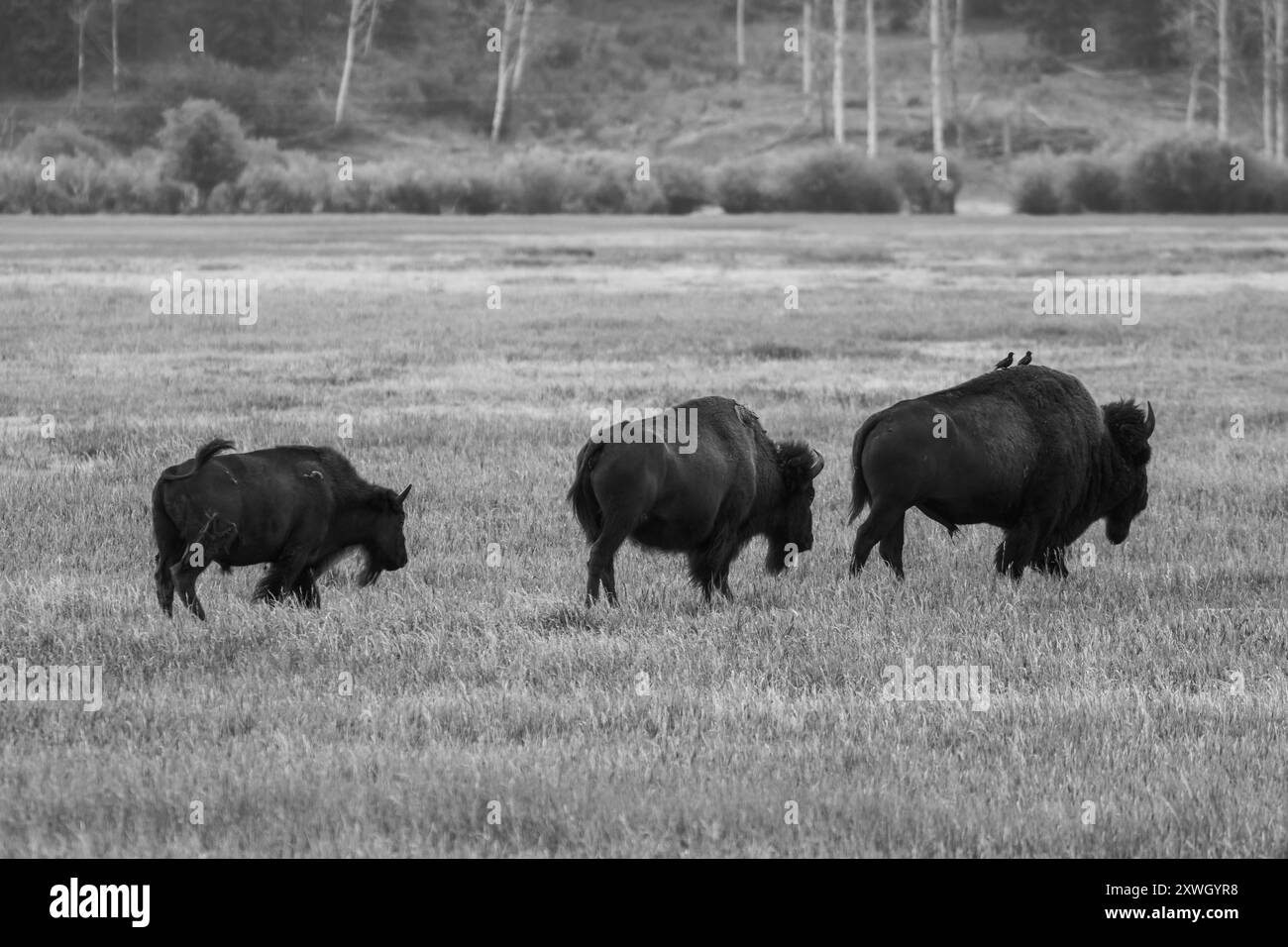 Un troupeau de buffles noirs et blancs à Jackson Hole Banque D'Images Un troupeau de buffles noirs et blancs à Jackson Hole Banque D'Images