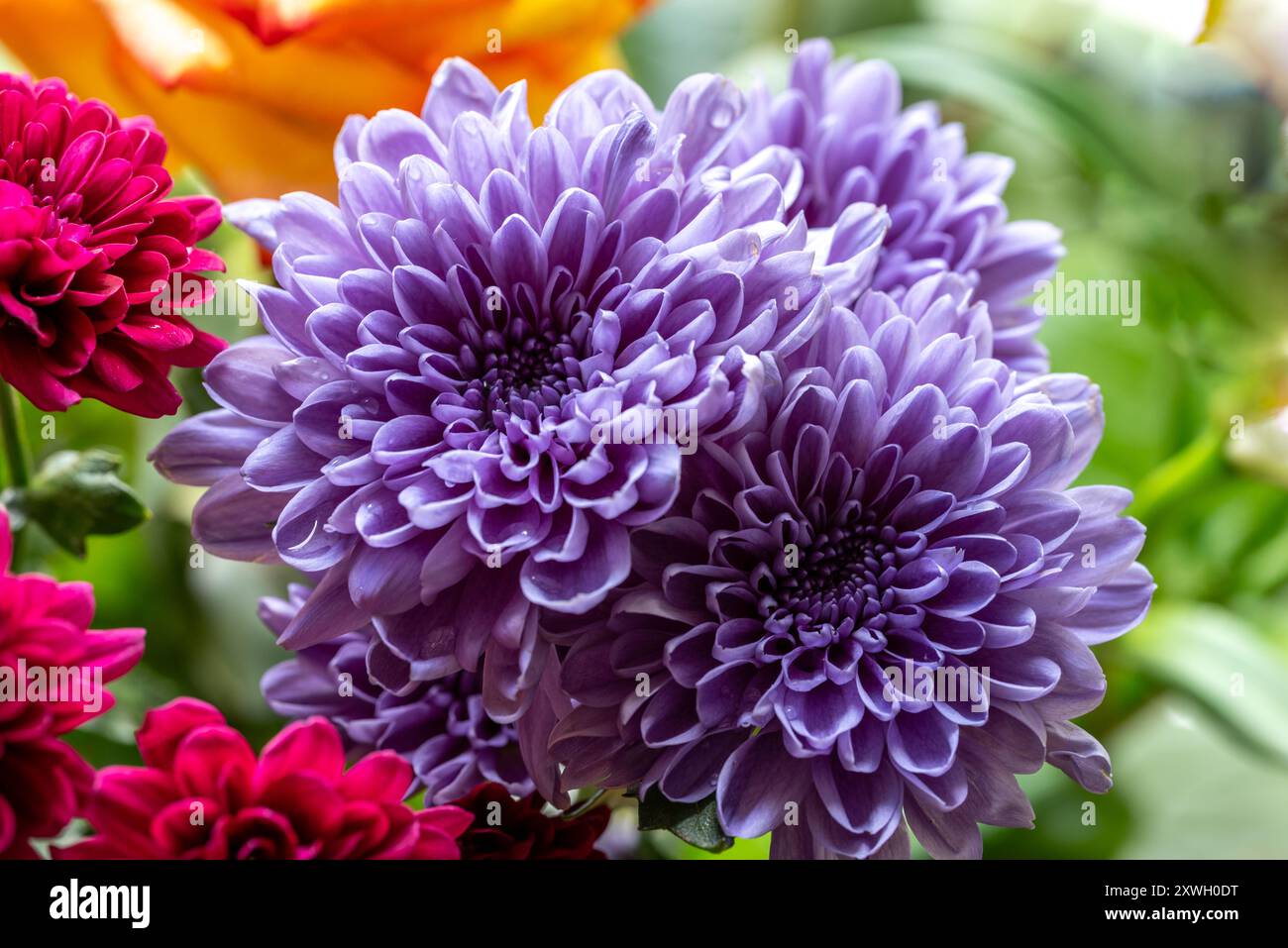 Chrysanthèmes violets gros plan d'un bouquet de fleurs Banque D'Images