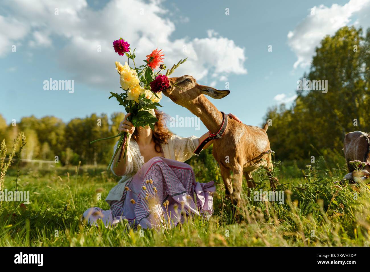 Scène rurale de femme nourrissant des chèvres, incarnant l'harmonie avec la nature et un style de vie simple et éco-conscient. Femme jouissant d'une vie écologique, se connectant Banque D'Images