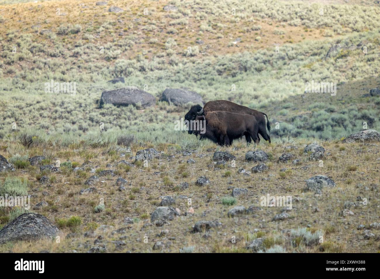 Portrait d'un Buffalo dans le parc national de Yellowstone Banque D'Images