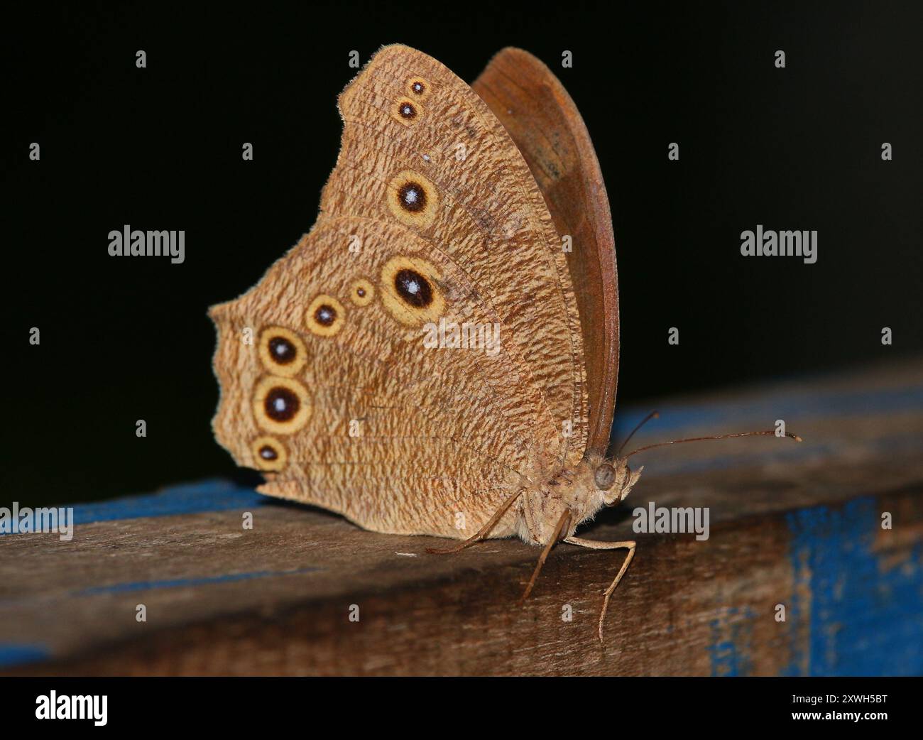 Papillon brun du soir commun, est une espèce commune de papillon trouvé volant au crépuscule. Le vol de cette espèce est erratique. Banque D'Images
