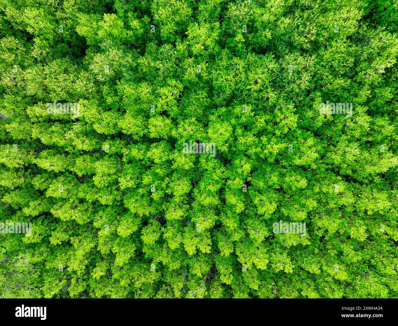 Vue aérienne forêt de mangroves vertes. Puits de carbone naturel. Les mangroves captent le CO2. Écosystèmes de carbone bleu. Les mangroves absorbent les émissions de dioxyde de carbone Banque D'Images