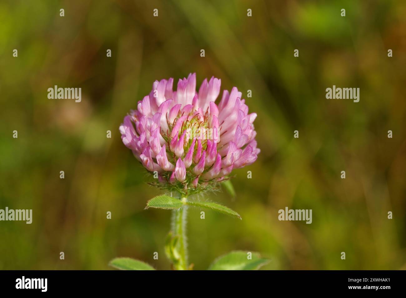 Trèfle rouge en fleur dans un pâturage. Québec, Canada Banque D'Images