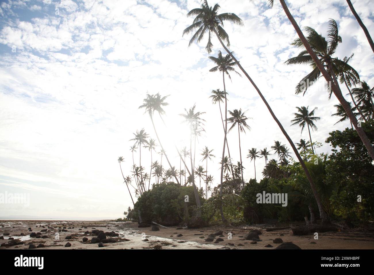 Grands palmiers sur la plage, Fidji Banque D'Images