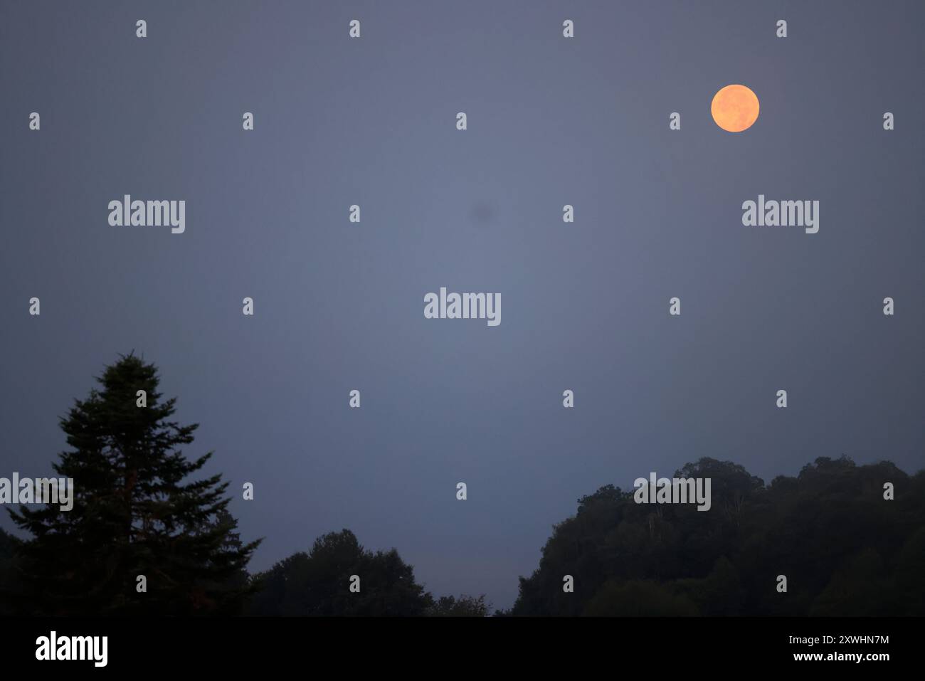 Limousin, France. 20 août 2024. Super Blue Moon (pas nécessairement perçu comme bleu) vu de la campagne Limousin tard dans la nuit. Le terme « super Lune » a été inventé par l'astrologue Richard Nolle en 1979 pour désigner une pleine lune qui se produit lorsque la Lune est à 90% de son approche la plus proche de la Terre. Alors que l'étoile se trouve à une distance moyenne de 384 400 km de la Terre, elle est située à environ 363 000 km de notre planète. La Lune apparaît donc 14% plus grande et 30% plus lumineuse que d'habitude. Crédit : photo de Hugo Martin/Alamy Live News. Banque D'Images