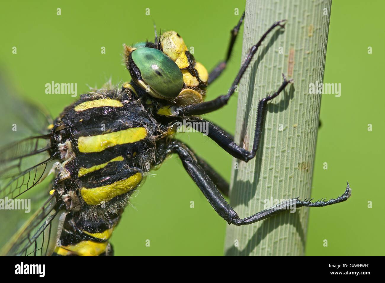 Libellule à anneaux dorés assise sur la tige de roseau, la tête, le thorax, les jambes. Cordulegaster boltoni sud de l'Allemagne Banque D'Images