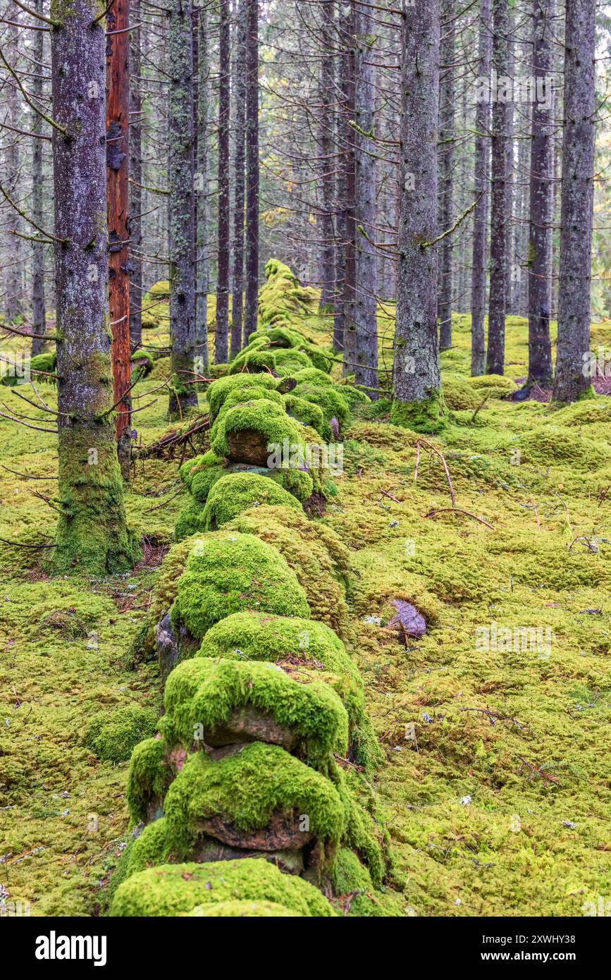 Vieux mur de pierre couvert de mousse dans un bois d'épicéa Banque D'Images