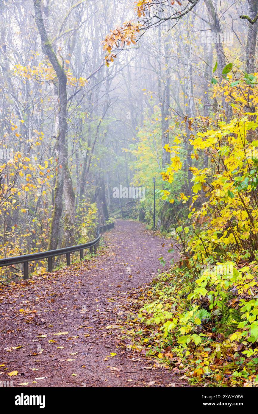 Sentier pédestre dans un parc un jour d'automne avec un temps sombre Banque D'Images
