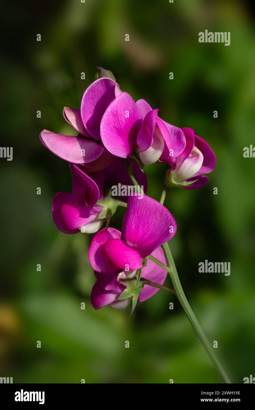 Gros plan de fleurs de pois éternels (Lathyrus latifolius) dans un jardin de chalet au milieu de l'été Banque D'Images