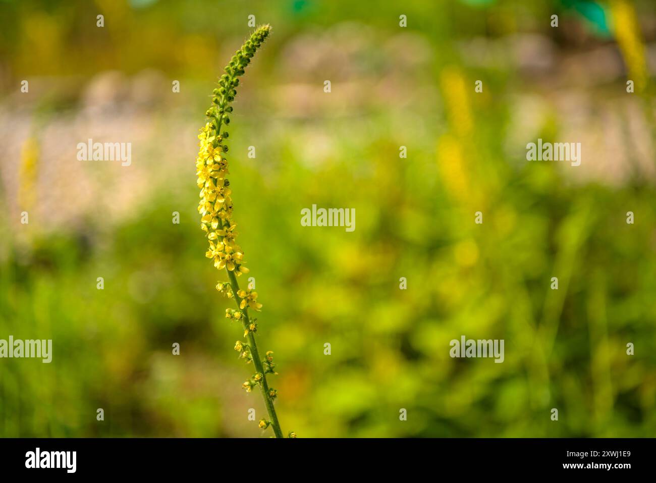 Agrimonie commune (Agrimonia eupatoria) dans le jardin botanique de Gombrèn (Ripollès, Gérone, Catalogne, Espagne, Pyrénées) Banque D'Images