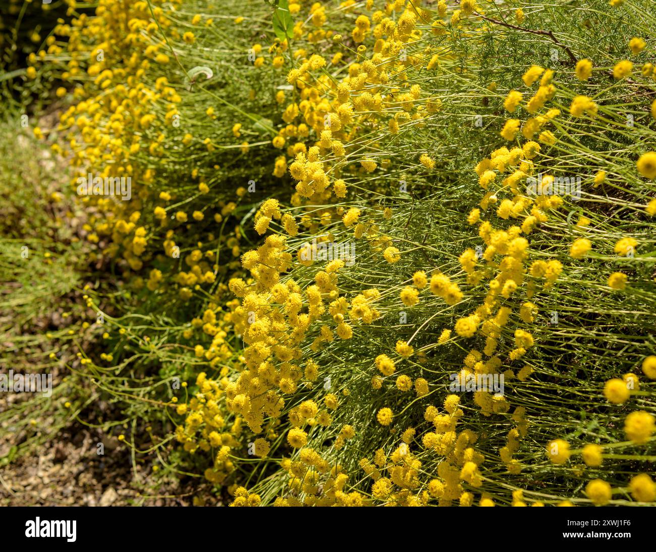 Lavande de coton (Santolina chamaecyparissus) dans le jardin botanique de Gombrèn (Ripollès, Gérone, Catalogne, Espagne, Pyrénées) Banque D'Images