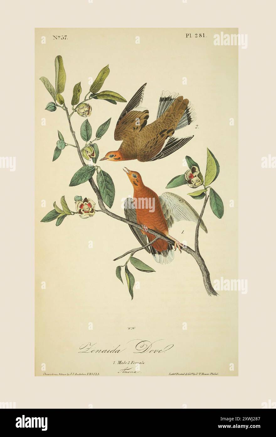 Colombe Zenaida mâle et femelle (Zenaida aurita). D'après une illustration de John James Audubon dans le cinquième volume de son livre The Birds of America from Drawings made in the United States and their Territories, publié en 1842. Coloration ultérieure. Banque D'Images