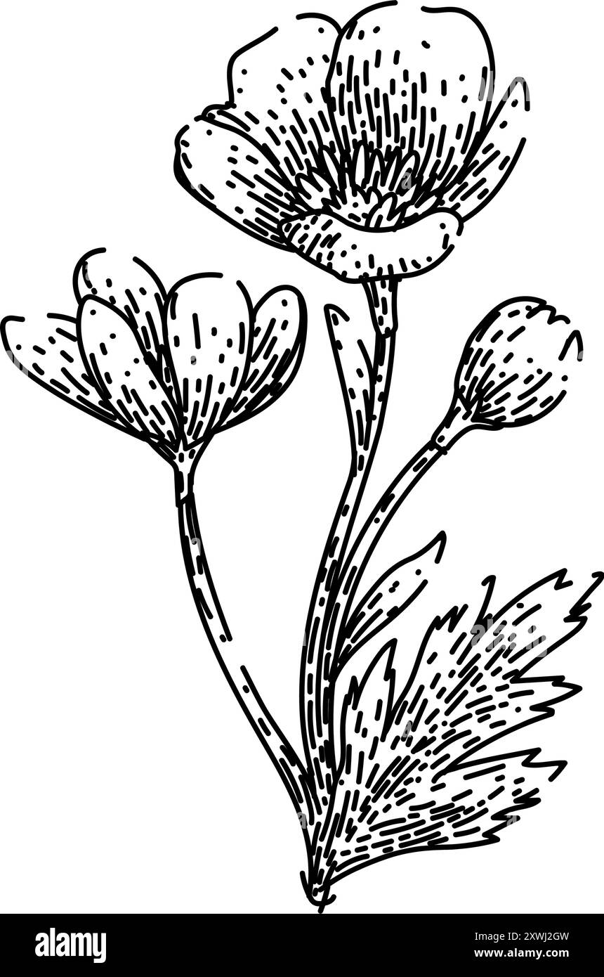 vecteur dessiné à la main par croquis de buttercup pérenne Illustration de Vecteur