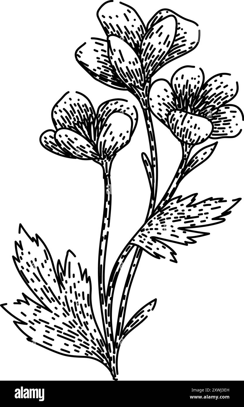 vecteur dessiné à la main par l'esquisse de buttercup de pétales Illustration de Vecteur
