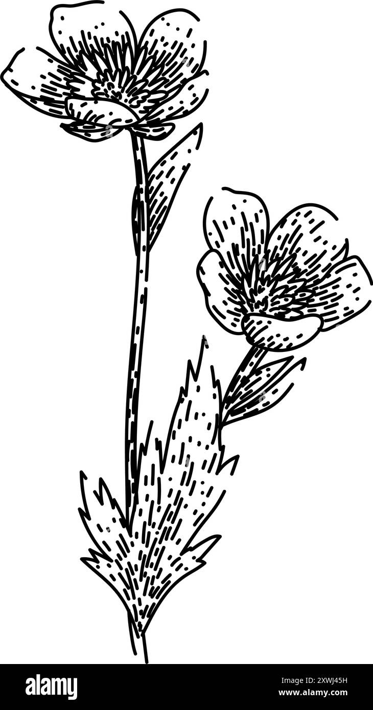 vecteur dessiné à la main par l'esquisse de buttercup meadow Illustration de Vecteur