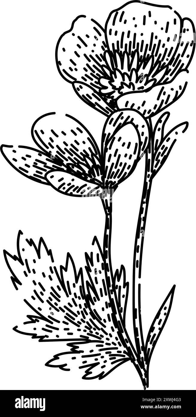 vecteur dessiné à la main par esquisse de papillon de fleur sauvage Illustration de Vecteur