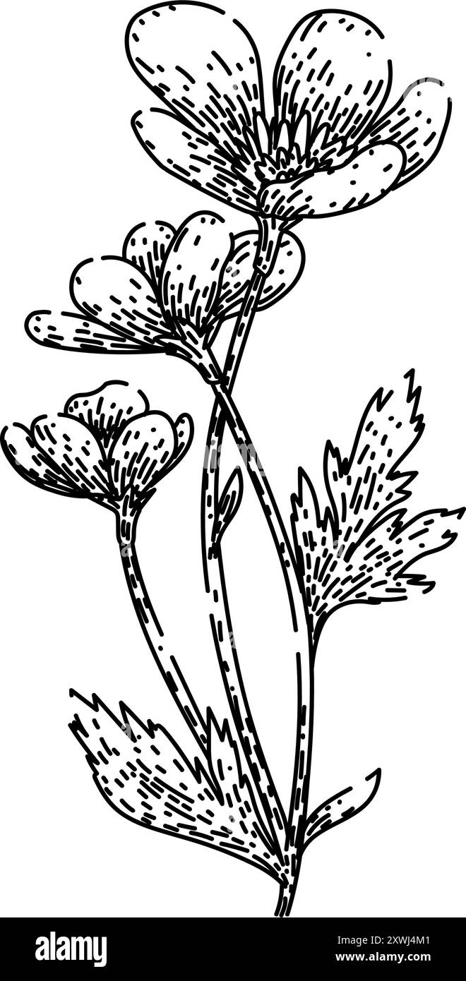 vecteur dessiné à la main par esquisse de buttercup jaune Illustration de Vecteur