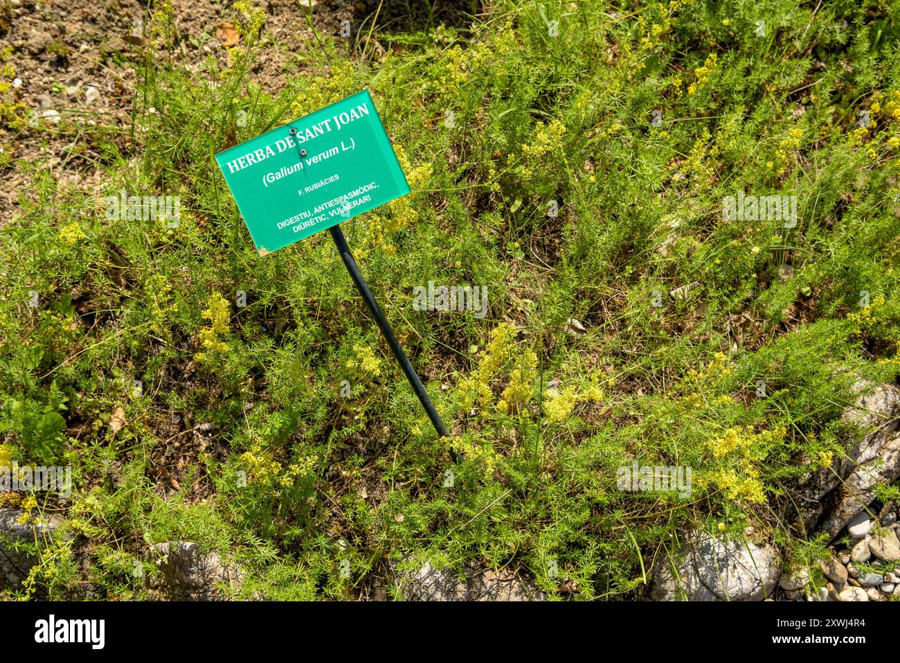 Le moût de Jean (Hypericum perforatum) dans le jardin botanique de Gombrèn (Ripollès, Gérone, Catalogne, Espagne, Pyrénées) ESP : Hierba de San Juan Banque D'Images