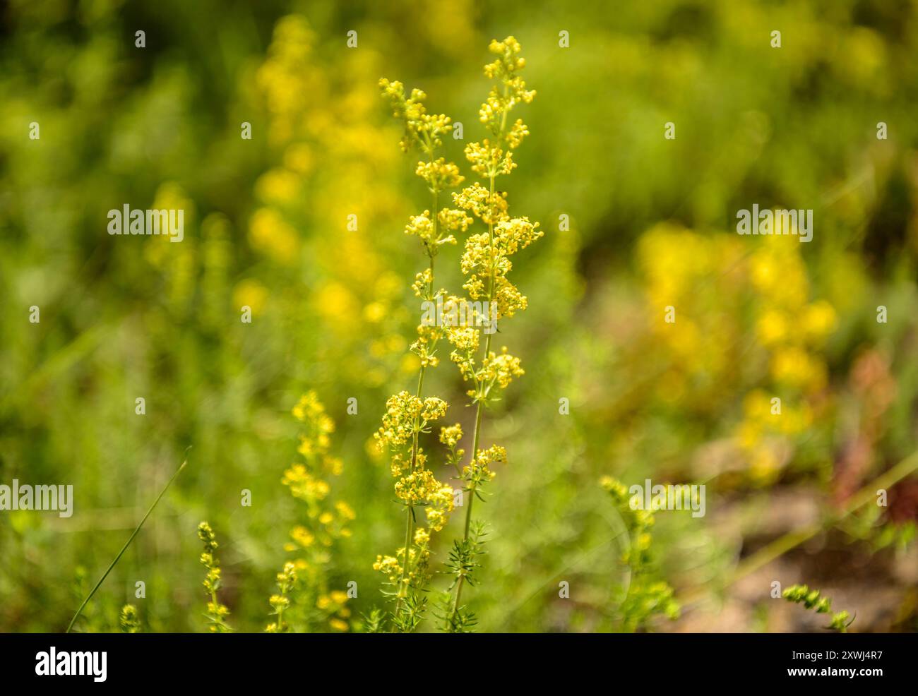 Le moût de Jean (Hypericum perforatum) dans le jardin botanique de Gombrèn (Ripollès, Gérone, Catalogne, Espagne, Pyrénées) ESP : Hierba de San Juan Banque D'Images