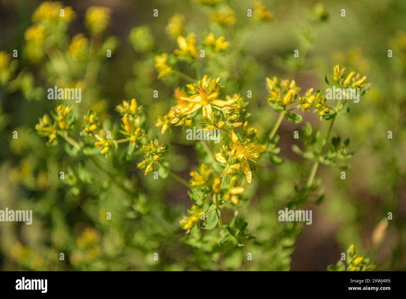 Le moût de Jean (Hypericum perforatum) dans le jardin botanique de Gombrèn (Ripollès, Gérone, Catalogne, Espagne, Pyrénées) ESP : Hierba de San Juan Banque D'Images