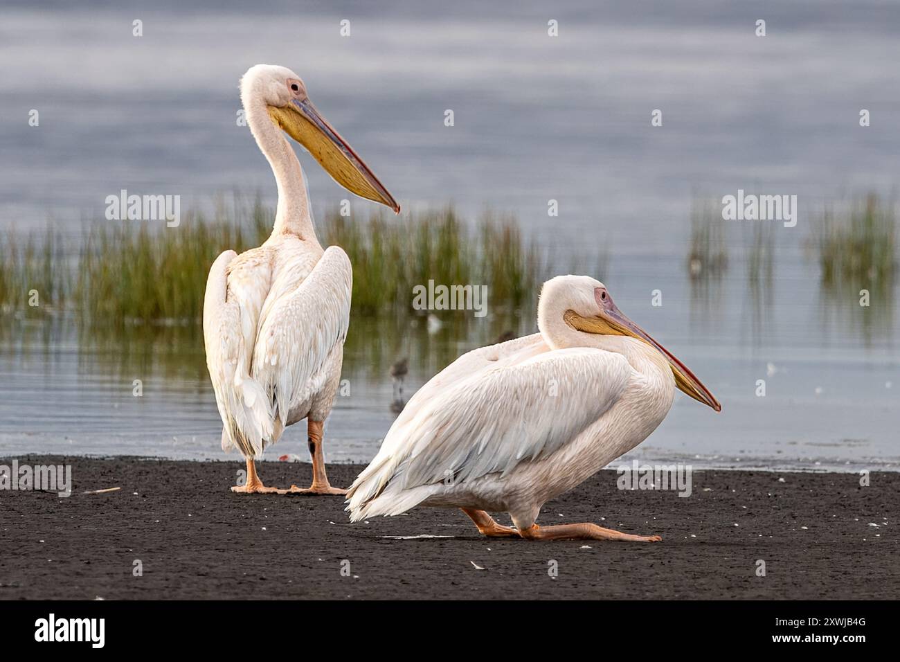 Grand pélican blanc, lac Natron, Tanzanie Banque D'Images
