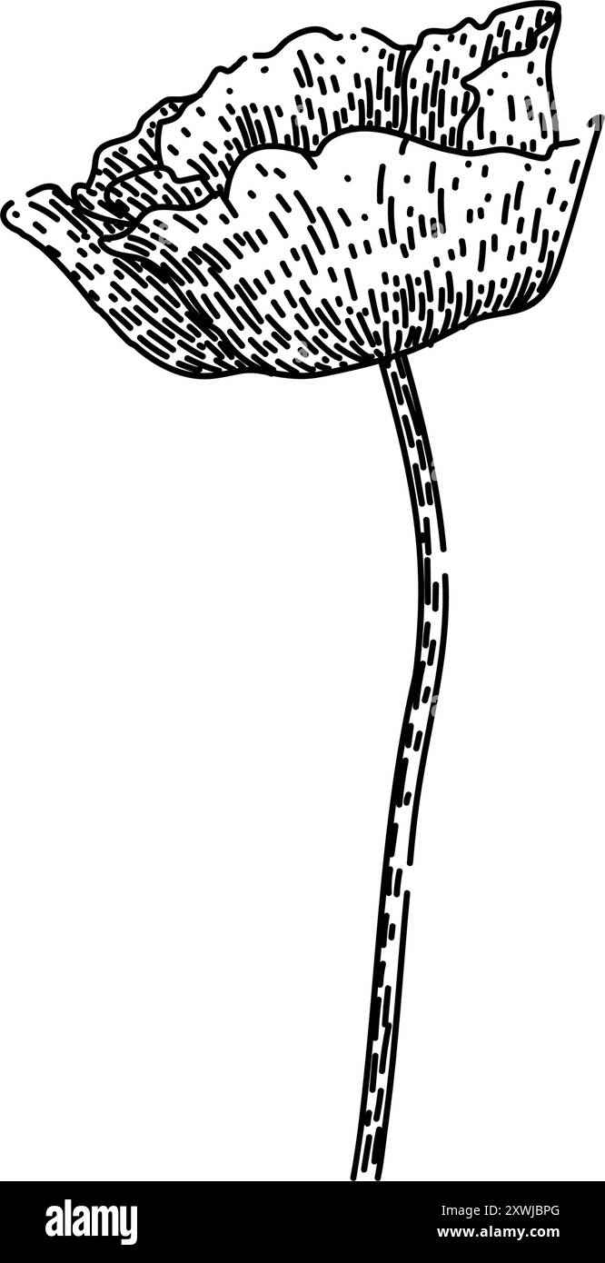 vecteur dessiné à la main par croquis de coquelicot d'opium Illustration de Vecteur