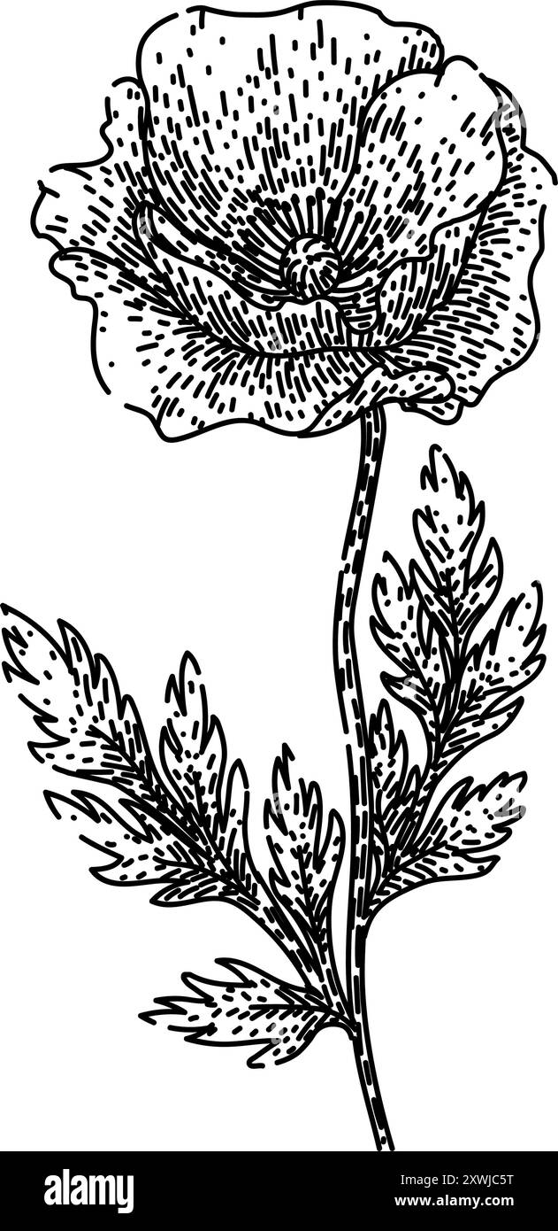 vecteur dessiné à la main par croquis de coquelicot de jardin Illustration de Vecteur