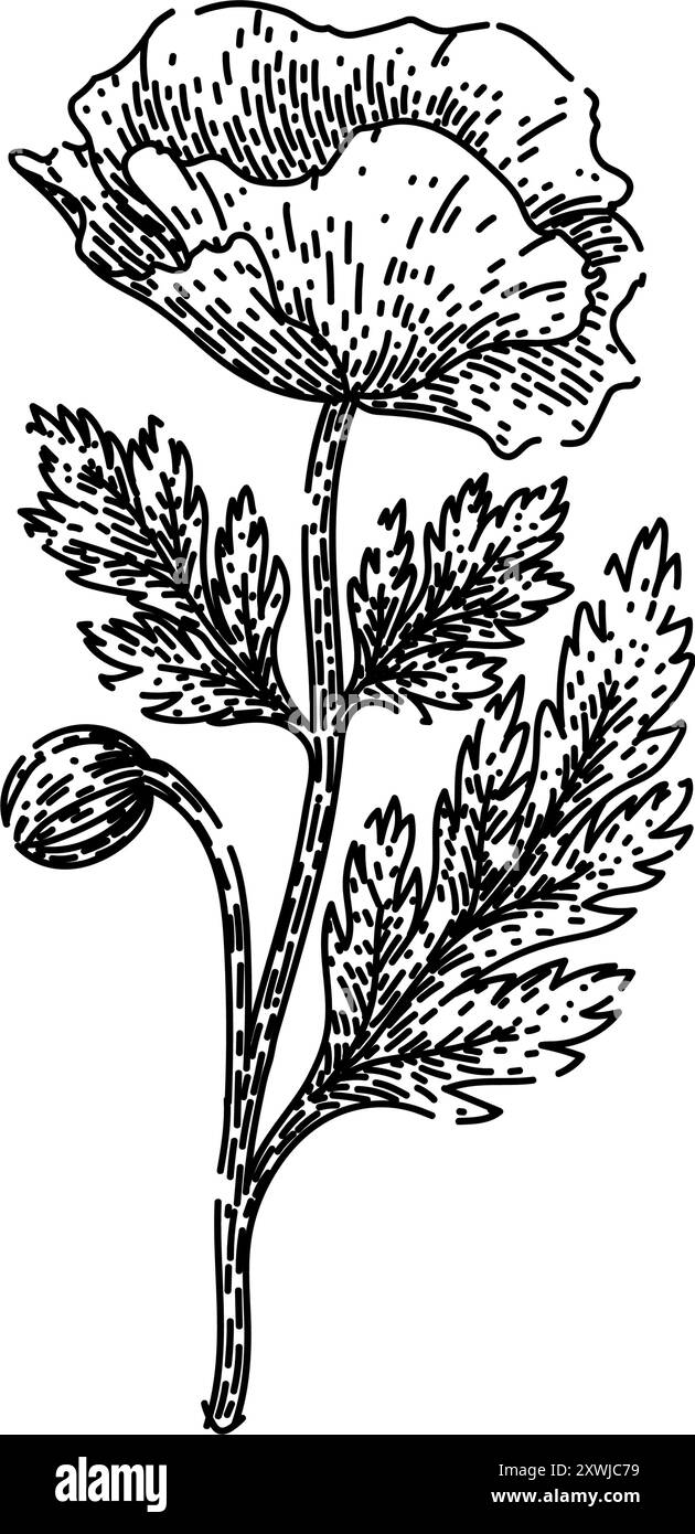 vecteur dessiné à la main par croquis de pavot de graines Illustration de Vecteur