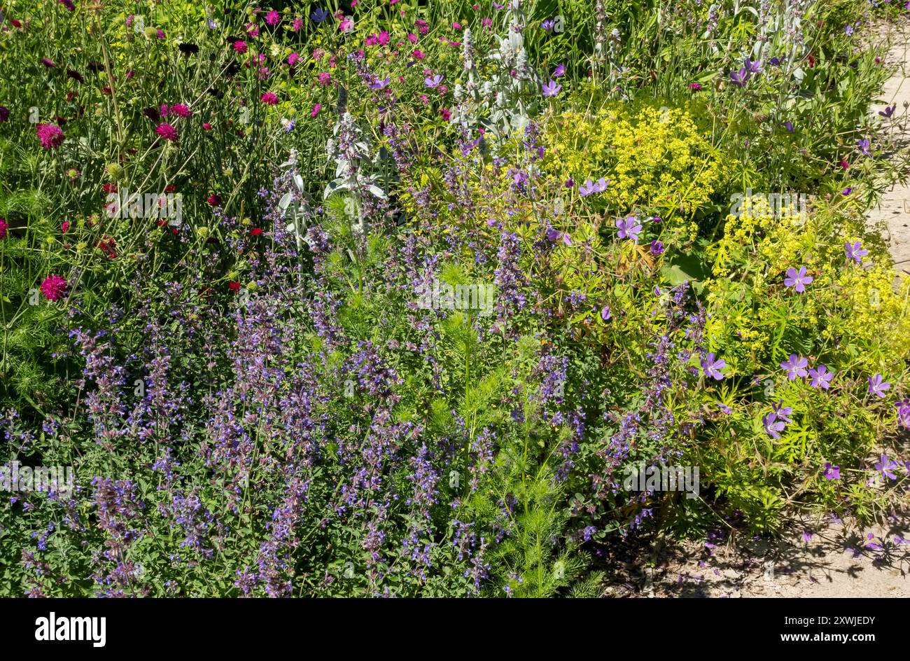 Gros plan de plantes vivaces mélangées dans un parterre de fleurs plantes de frontière dans le jardin en été Angleterre Royaume-Uni GB Grande-Bretagne Banque D'Images