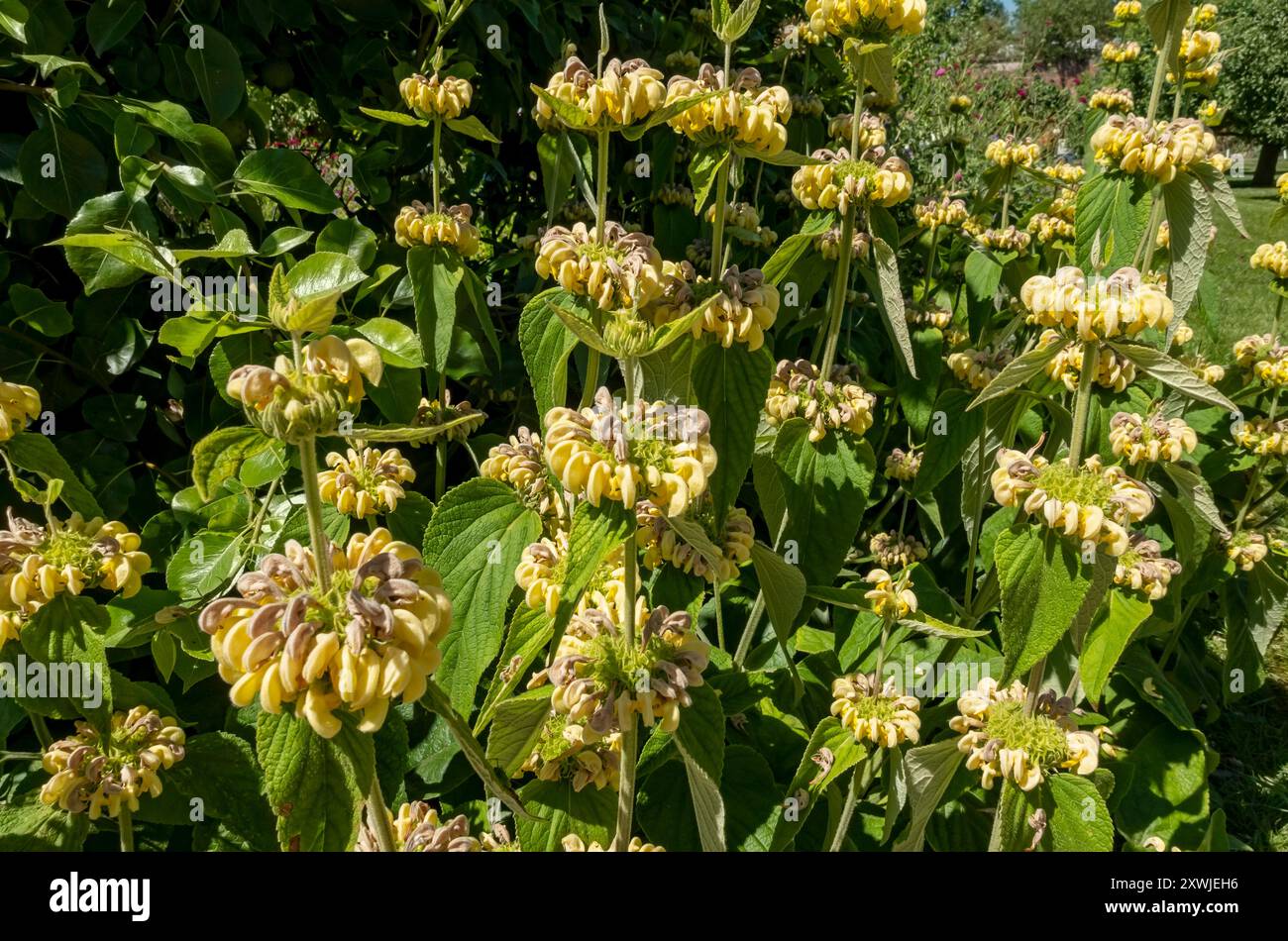 Gros plan de la sauge turque Phlomis russeliana fleurs fleurir croissant dans un jardin fleuri en été Angleterre Royaume-Uni Grande Bretagne Banque D'Images